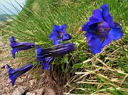 21 Genziane di Koch (Gentiana acaulis)